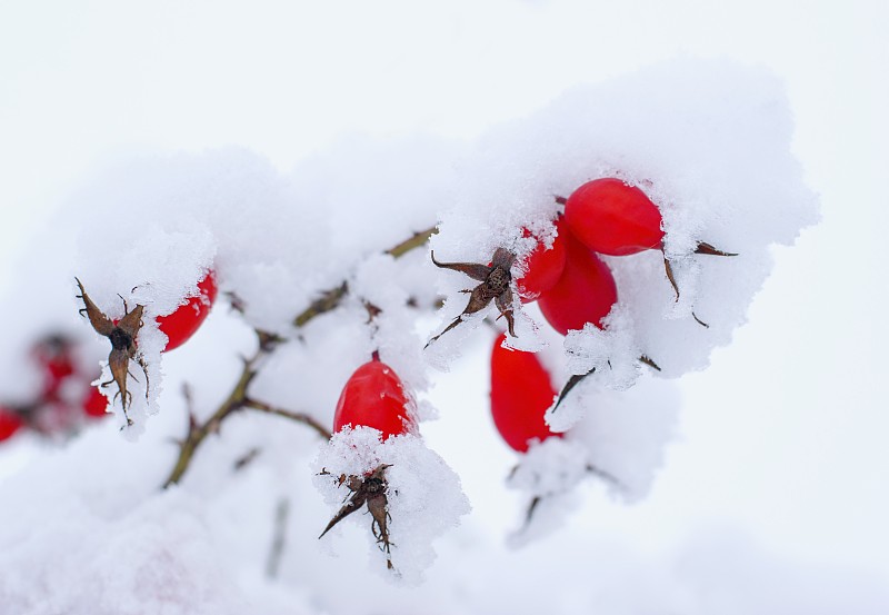 玫瑰,臀,雪,自然美,红色,寒冷,清新,环境,霜,浆果