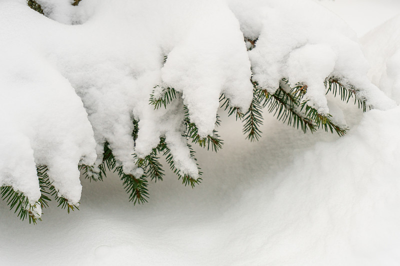 雪,云杉,枝,常绿树,留白,选择对焦,清新,纹理,寒冷