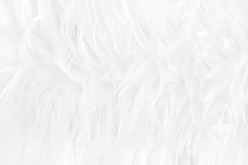 白色,式样,灰色,背景,纹理,羽毛,自然美,孔雀羽毛,鹅毛笔,纯净