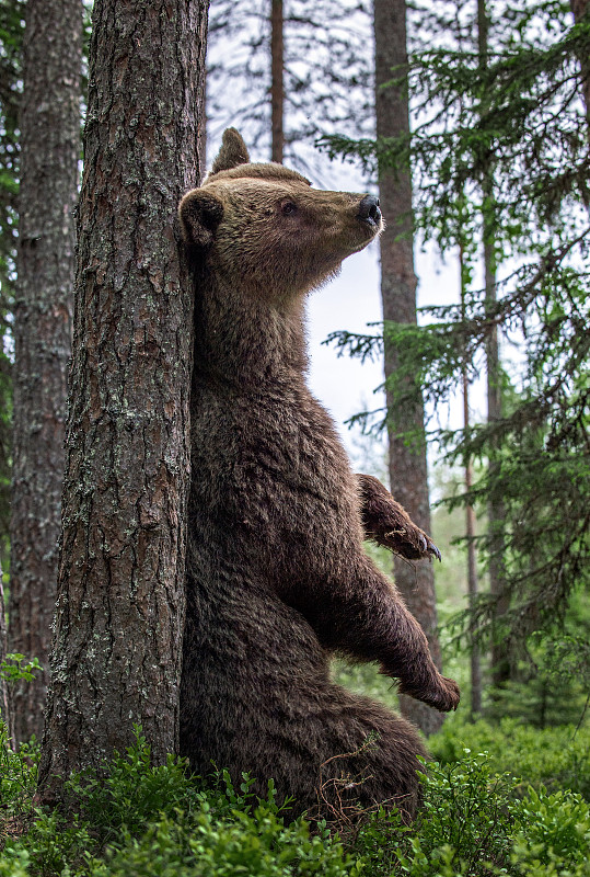 棕熊,夏天,森林,斜靠,暴力,堪察加棕熊,清新,杂食动物,环境,野生动物
