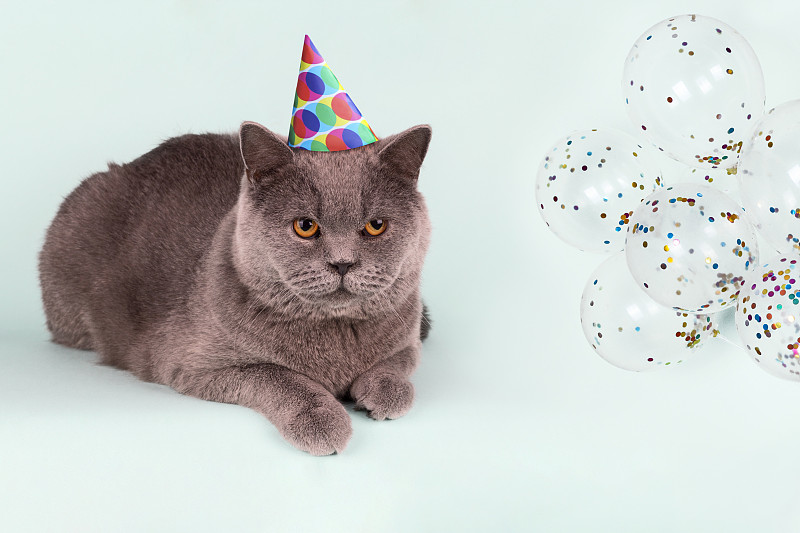 生日,气球,圆点,猫,派对帽,斑点,蓝色背景,灰发,聚会,点燃