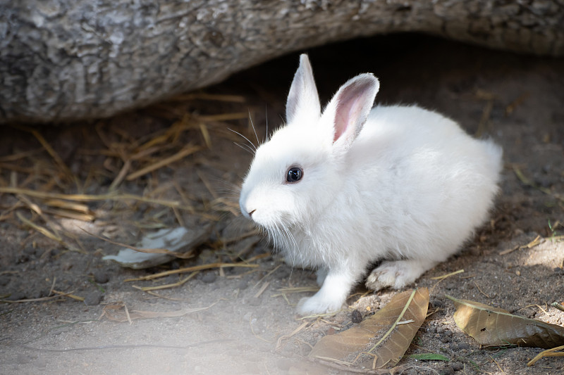 小的,兔子,陆地,动机,在下面,红杉,室内地面,农业,可爱的,草坪