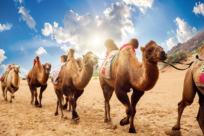 骆驼,沙漠,沙子,两只动物,传统,旅途,热,护送队,哺乳纲,波斯湾
