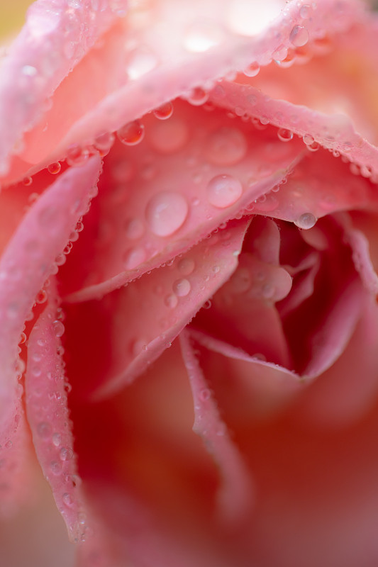 粉色,特写,玫瑰,仅一朵花,纹理效果,毛莨属植物,泰国,复古风格,芳香疗法,古典式