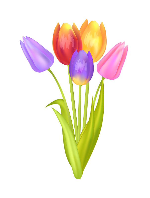 郁金香,多色的,花束,彩色图片,三个物体,清新,多样,浪漫,春天,植物