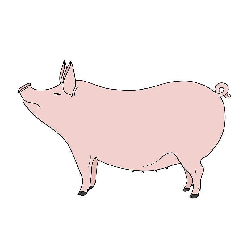 猪,牲畜,粉色,手,肥胖,白色背景,分离着色,农业,一个物体,背景分离