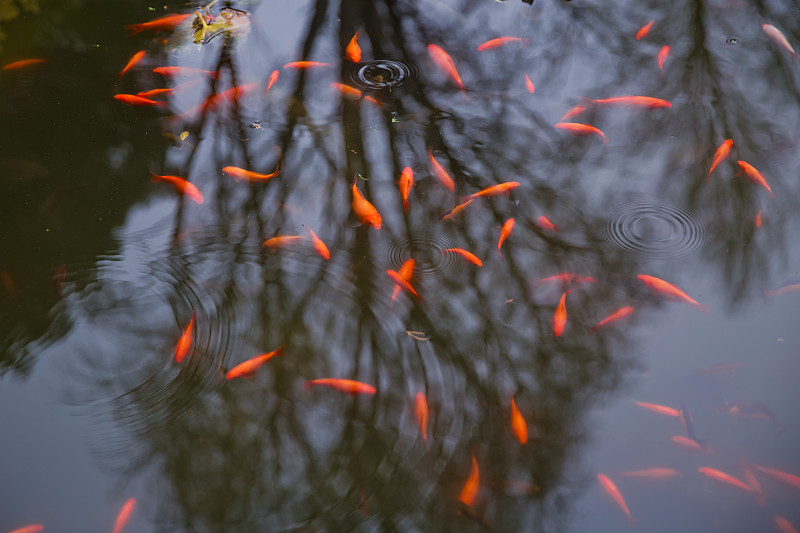 橙色,池塘,湖,锦鲤,鱼类,红色,图像,多色的,水,鲑