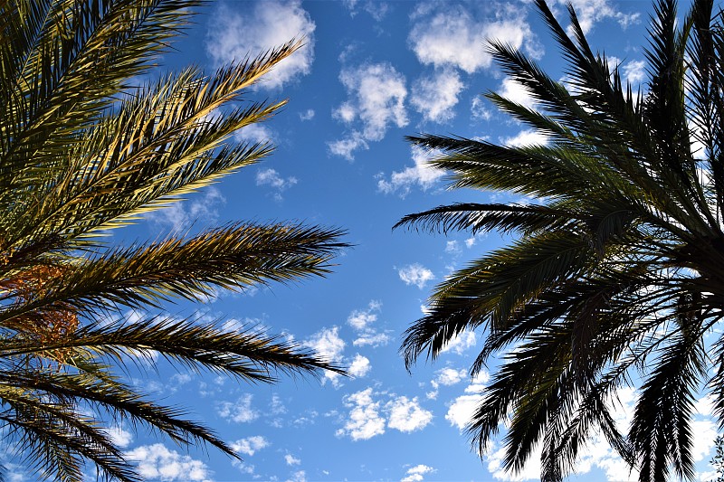 树梢,棕榈树,背景,天空,热带气候,林区,树干,植物,热带树,海滩度假