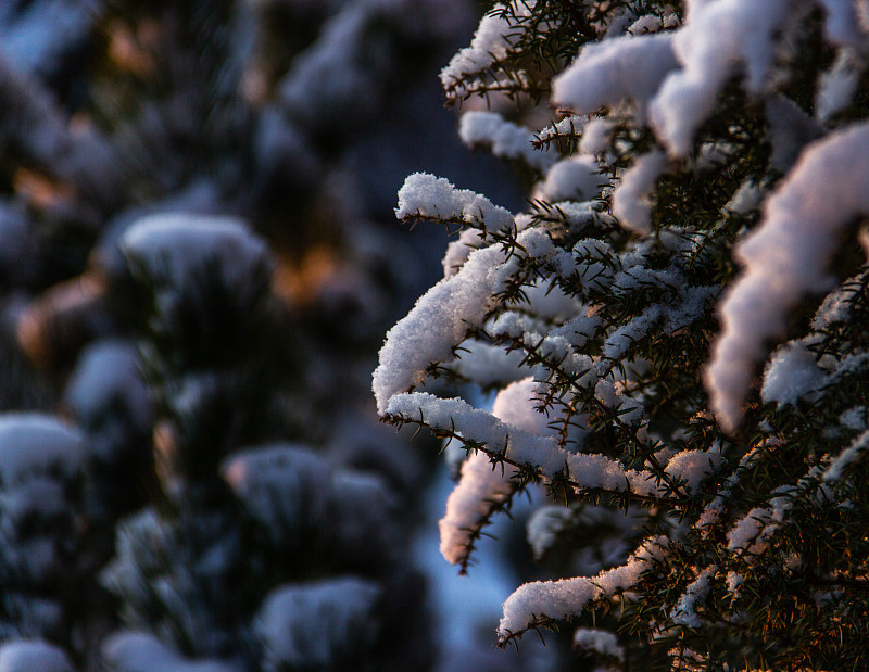 雪,刺柏属丛木,背景,自然,冬天,枝,农业,寒冷,清新,一月