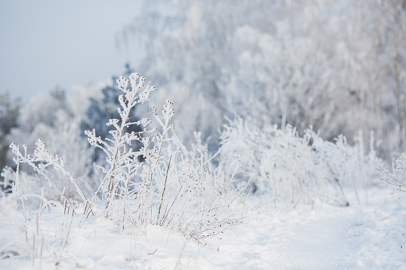 草,冬天,霜,雪,自然美,仙女,地形,枝,树,下雪