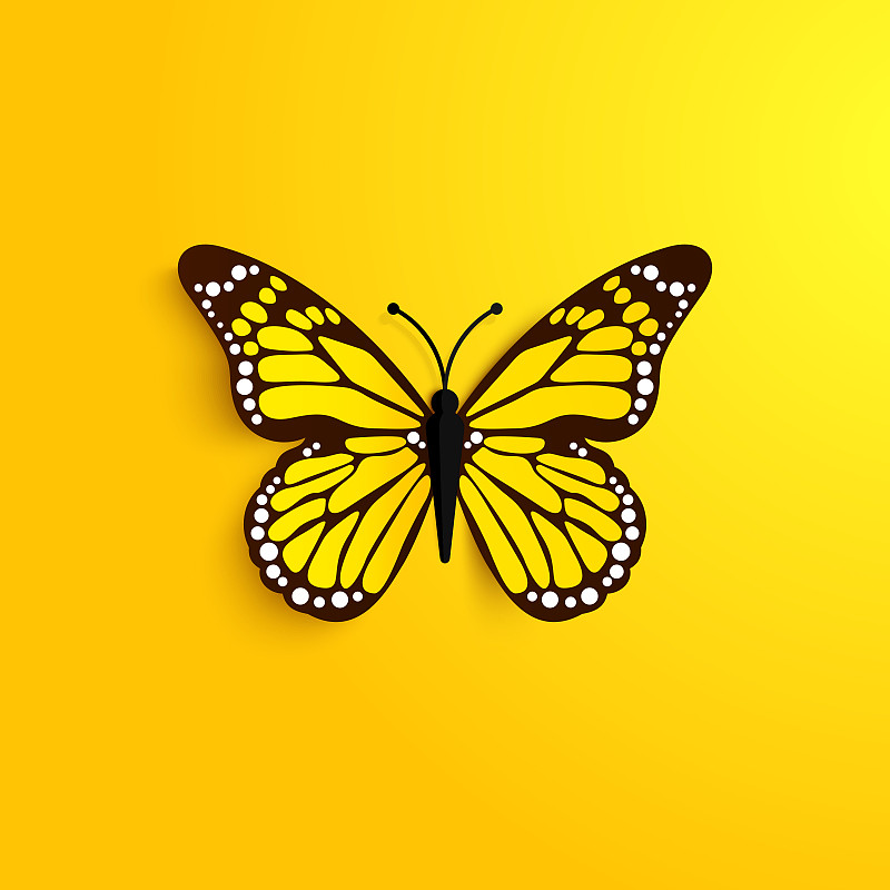 黄色,蝴蝶,生物学,一个物体,对称,背景分离,自由,翅膀,黑脉金斑蝶,一只动物