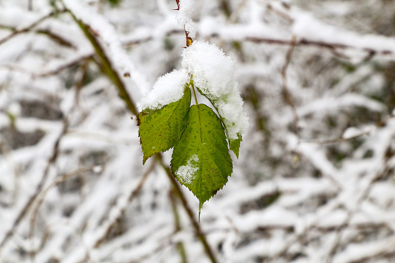 霜,雪,叶子,绿色,数字1,寒冷,环境,天气,公园,园林