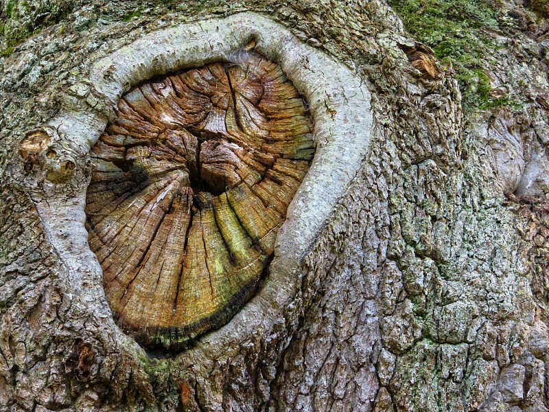 橡树,橡树林地,纹理效果,波恩茅斯,环境,木材,多塞特郡,英国,英格兰,自然美