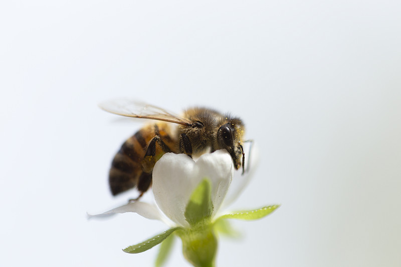 蜜蜂,春天,枝繁叶茂,动物,植物,户外,园艺,桃树,樱花,白色
