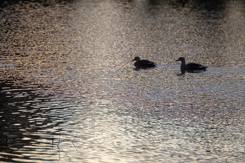 池塘,两只动物,鸭子,黄昏,水面,哺乳纲,动物群,动物,鸟类,阴影
