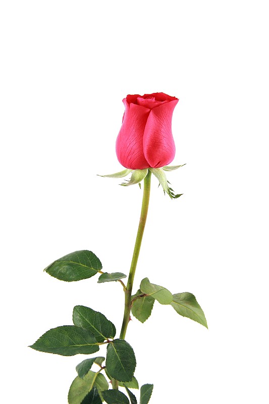 玫瑰,仅一朵花,红色,白色背景,背景分离,清新,一个物体,浪漫,植物,影棚拍摄