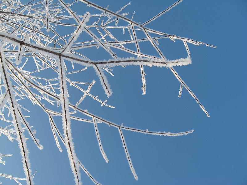 冻结的,雪,天空,枝,蓝色,背景分离,从容态度,现代,云杉,童话故事