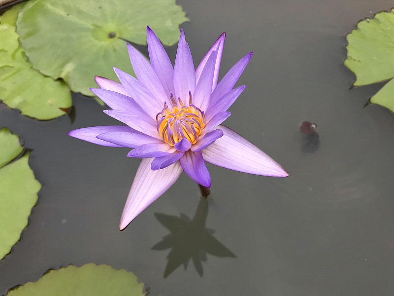 紫色,睡莲,农业,热带气候,泰国,荷花,公园,池塘,东亚,花的组成部分