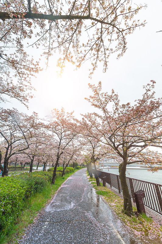 河流,日本,樱花,全景,日光,航拍视角,白昼,大阪府,国际著名景点,日本武士