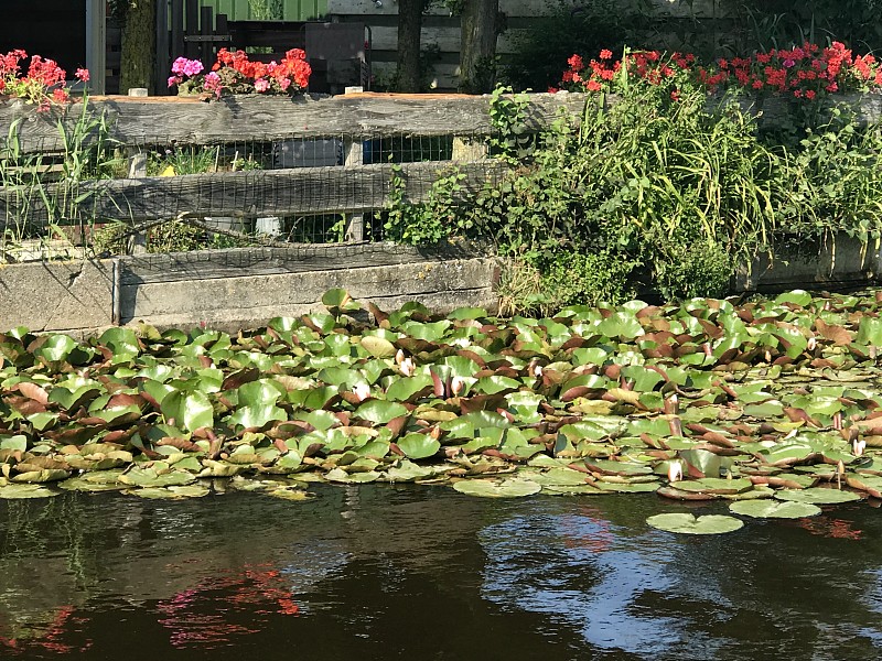 百合花,水,水生植物,纯净,清新,野生动物,环境保护,荷花,青蛙,枝繁叶茂