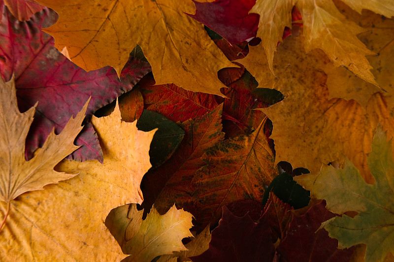 背景,秋天,叶子,多色的,平铺,九月,十月,地板,壁纸,装饰物