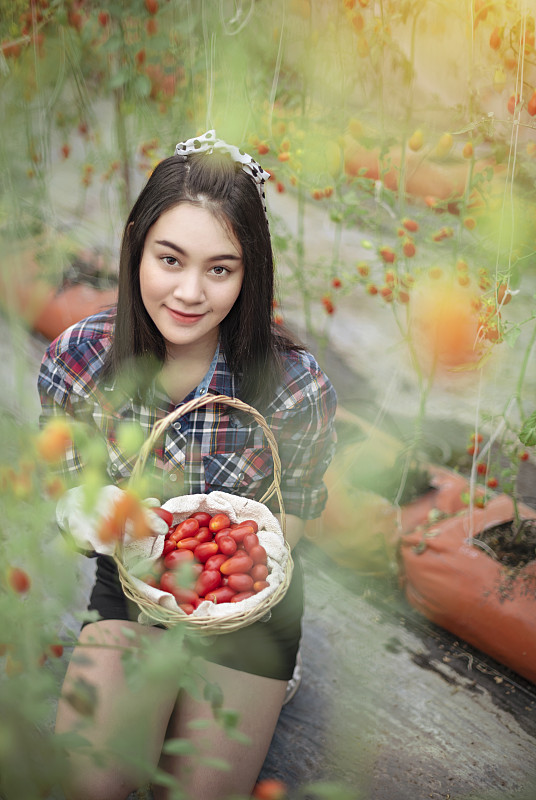 西红柿,女人,农业,泰国,熟的,拿着,农场,植物,水果,户外