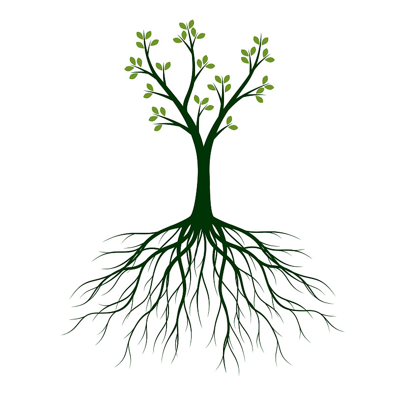 植物,绘画插图,轮廓,叶子,根部,矢量,绿色,菜园,波兰,清新