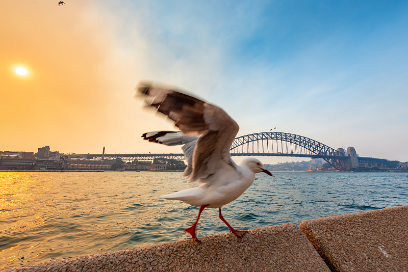 黄昏,澳大利亚,桥,悉尼,圆形码头,海港,都市风景,东,旅途,新南威尔士