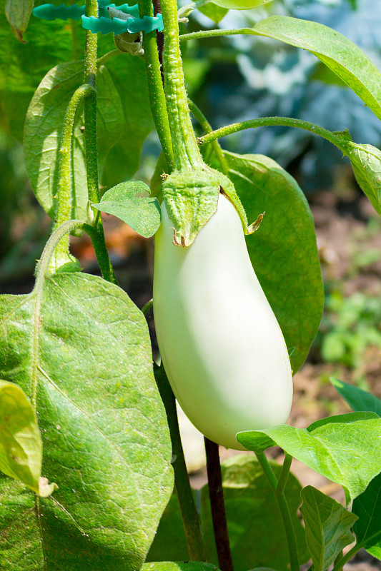 菜园,植物,日光,特写,在下面,白茄子,农业,蔬菜,清新,一个物体