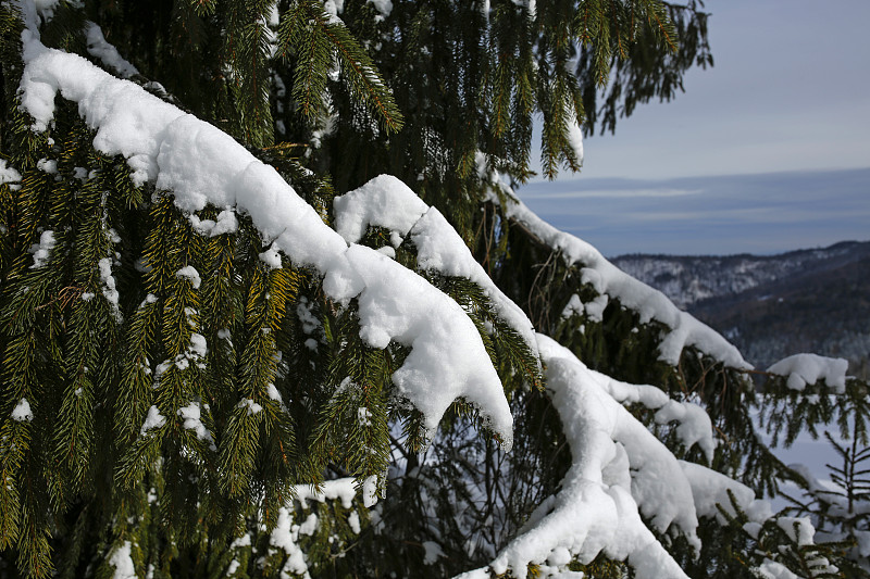 雪,云杉,枝,有包装的,寒冷,波兰,环境,环境保护,霜,天气