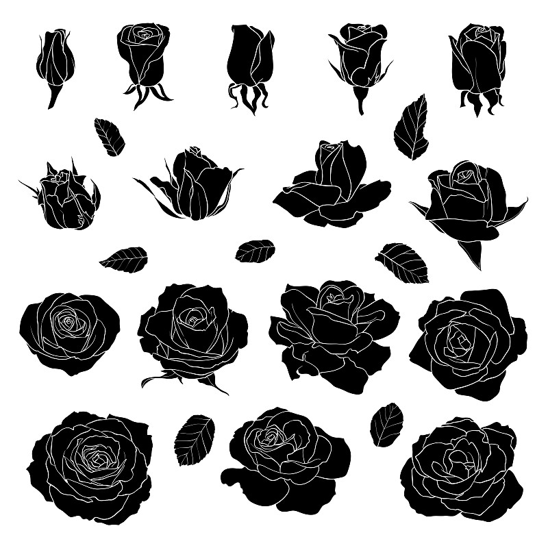 玫瑰,黑色,分离着色,白色背景,请柬,贺卡,背景分离,复古风格,模板,春天