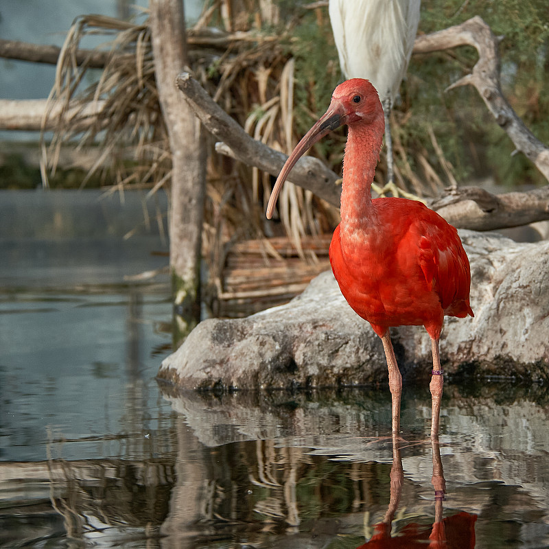 El,Ibis,Escarlata,recibe,el,nombre,científico,de,Eudocimus,ruber.,Este,ave,de,color,rojo,brillante,puede,llegar,a,medir,70,centímetros.,Adquiere,su,color,rojo,brillante,,al,igual,que,los,flamencos,con,su,característico,color,rosado,,de,los,cangrejos,y,gambas,de,los,que,se,alimenta.