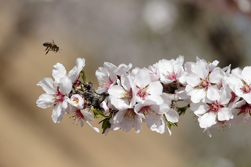 detail,photograph,of,a,bee,just,before,perching,on,a,branch,of,an,almond,tree,,in,the,province,of,Albacete,in,Spain?