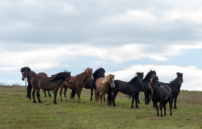 冰岛马,兽群,牧场,冰岛国,农业,可爱的,动物主题,野生动物,小马,动物家庭