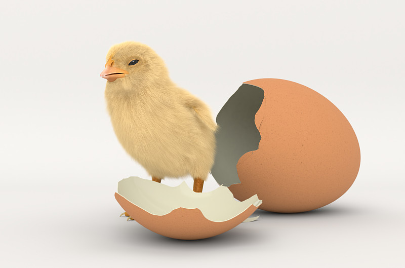 小鸡,蛋,可爱的,动物主题,复活节,清新,背景分离,英国,坏掉的,卵