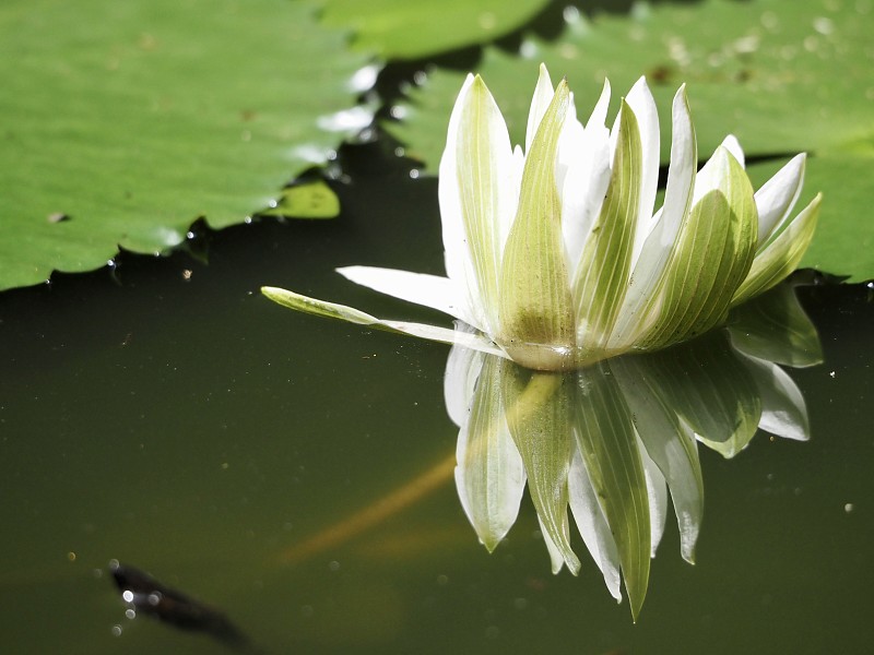白色,水生植物,清新,一个物体,倒影池,热带气候,荷花,仅一朵花,禅宗,池塘
