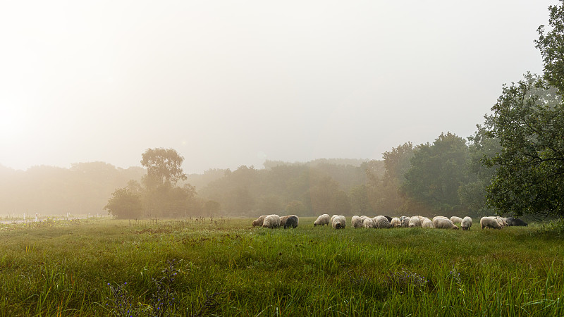 大群动物,荷兰,雾,羊群,绵羊,早晨,一只动物,农业,云,草