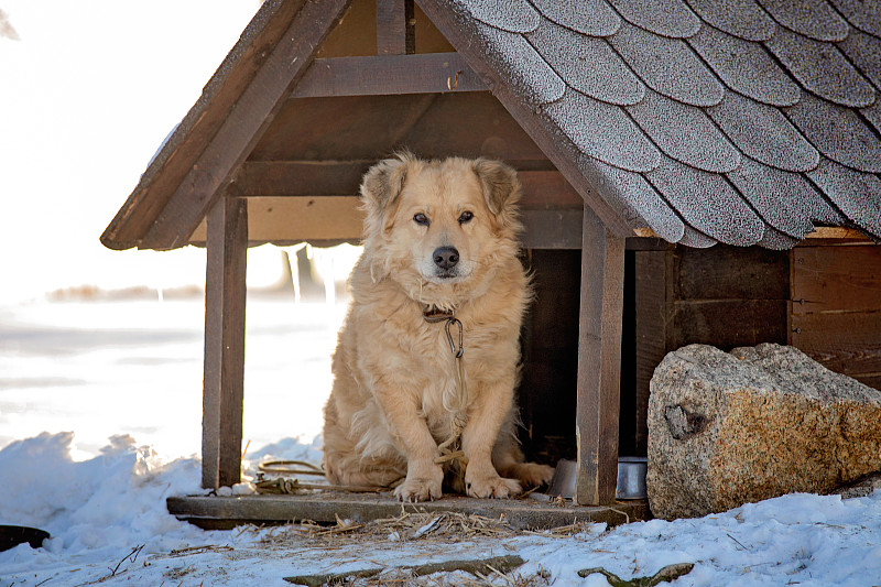 狗,白昼,冬天,狗屋,几乎,可爱的,寒冷,安全,动物主题,纯种犬