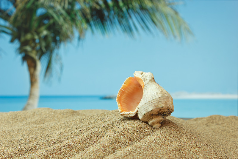 海岸线,贝壳,沙子,海滩,鸡尾酒,气候,热带气候,热带树,夏天,户外