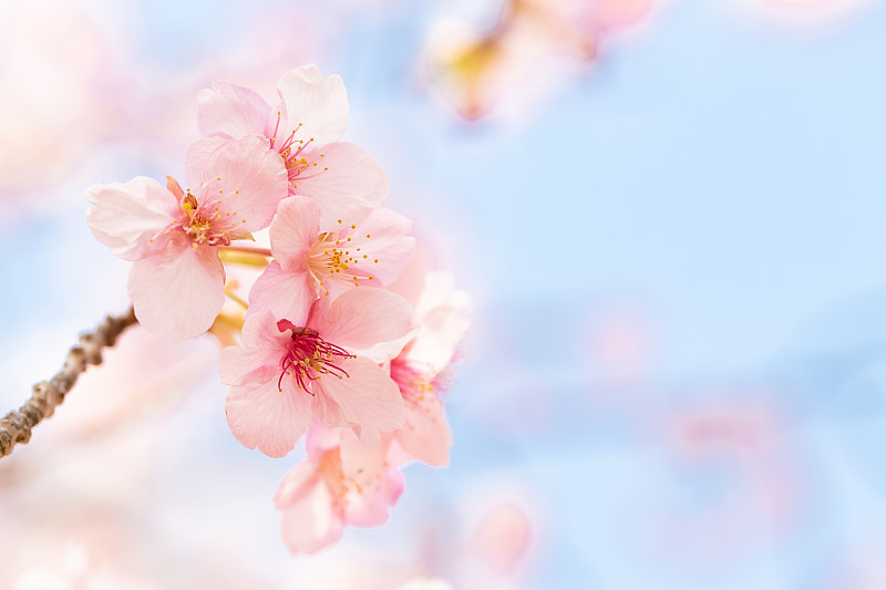 樱桃树,自然美,川津,纯净,无忧无虑,枝繁叶茂,色彩鲜艳,春天,植物,天空