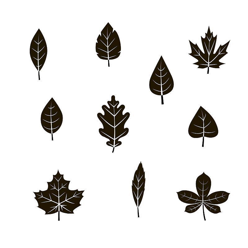 矢量,叶子,秋天,图标集,九月,华丽的,十月,背景分离,环境,问候