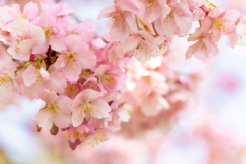 樱桃树,日本,品牌名称,纯净,无忧无虑,枝繁叶茂,色彩鲜艳,春天,植物,天空