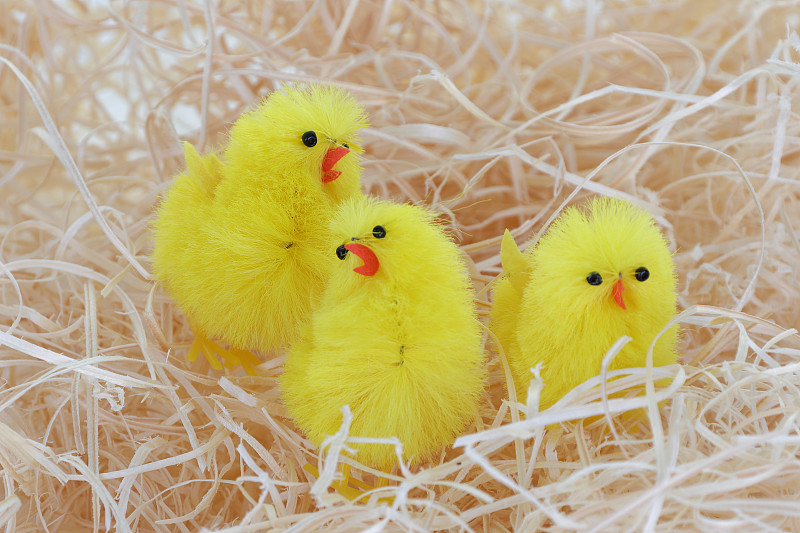 复活节,小鸡,三只动物,稻草,毯子,一个物体,背景分离,玩具,动物群,小的