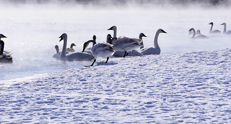 雪,天鹅,湖,寒冷,运动,极限运动,野生动物,一个人,自然美,鸟类