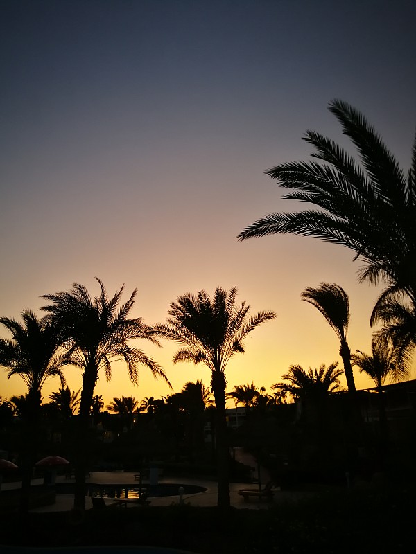 棕榈树,日光,暗色,背面视角,热,曙暮光,热带气候,云,黄昏,阴影