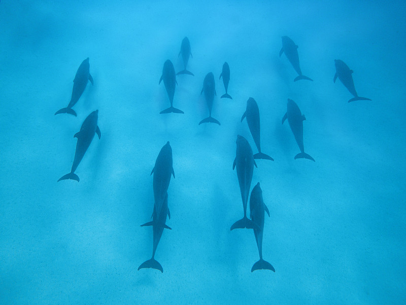 动物群,水下,海豚,热带气候,哺乳纲,印度洋,动物,海鱼,海底,户外