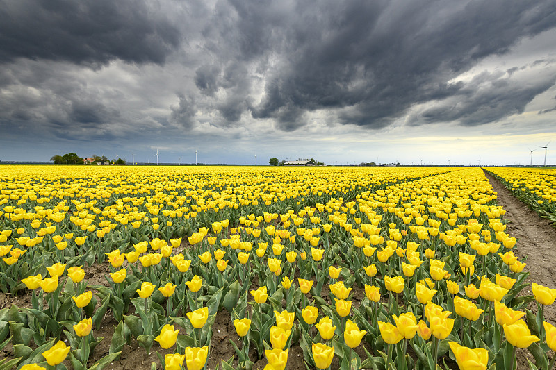 郁金香,黄色,花朵,田地,戏剧性的天空,在上面,暗色,农业,清新,环境
