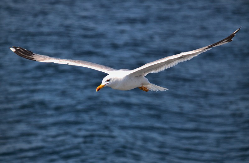 海鸥,一个物体,自由,风,野生动物,翅膀,一只动物,动物,鸟类,海岸线