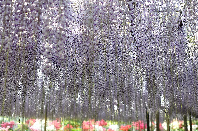 紫藤,春天,名声,著名景点,园林,植物,背景,户外,日本,枥木县