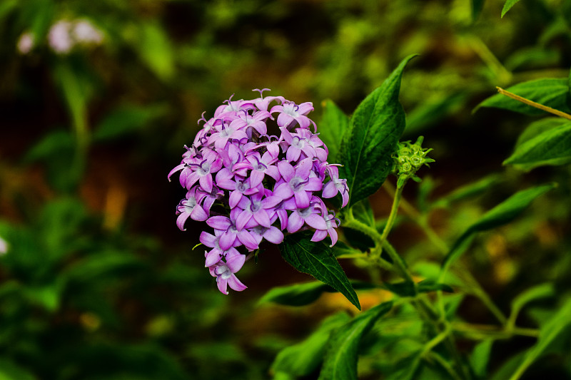 紫色,女人,春天,植物,背景,夏天,户外,印度,柔和,白色